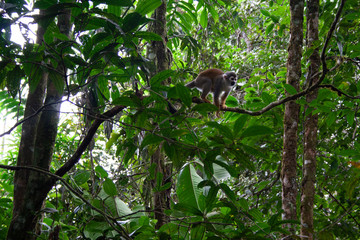 General shot of a Chinese monkey standing on a tree branch on a background covered with foliage
