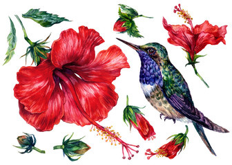 Watercolor Collection of Red Hibiscus Elements