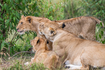 Lion with cubs in the bush