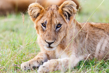 Obraz premium Cute lion cub