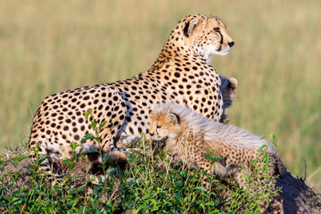 Playful cheetah cubs with their mother