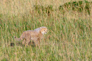Young cheetah cub in the grass on the savannah