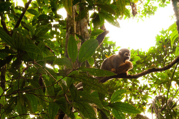 General shot of a Chinese monkey standing on a tree branch on a background covered with foliage