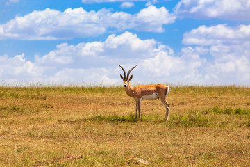 Grant's gazelle with big horns on the grass savanna in Africa