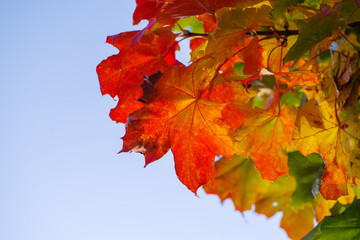 Autumn leaves maple