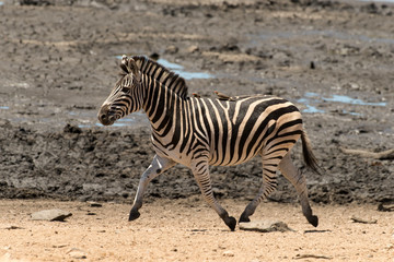 Naklejka na ściany i meble Zèbre de Burchell, Equus quagga, Parc national Kruger, Afrique du Sud