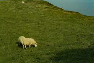Fototapeta premium A flock of Scottish Blackface sheep, Ewes on a single track road at west coast of the Isle of Skye. Scotland UK. Typical Scottish Island scene. Horizontal, Landscape