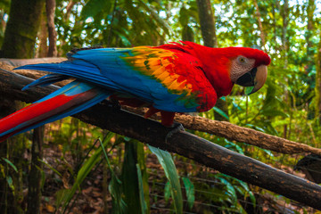 General close-up of a red macaw standing on a wood with a blurred background