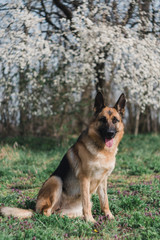 a German shepherd sits and smiles in the sun in the garden