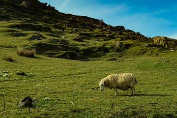 A flock of Scottish Blackface sheep, Ewes on a single track road at west coast of the Isle of Skye. Scotland UK. Typical Scottish Island scene. Horizontal, Landscape