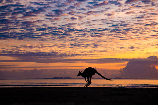 Silhouette of a kangaroo jumping on beach, Queensland, Australia