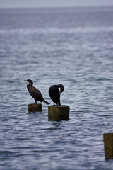 2 seabirds sitting on tree stumps