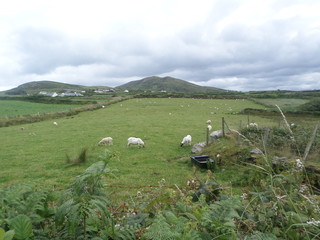 Field with sheep and hills