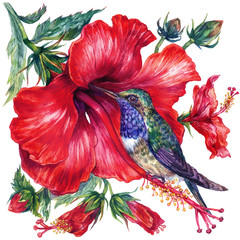 Naklejki  Akwarelowa kompozycja hibiskusa i kolibra