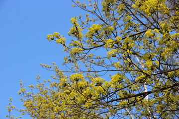 Spring flowering trees