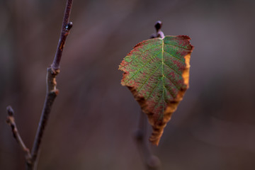 Leaf in the forest trees