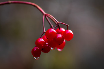 berries forest woods