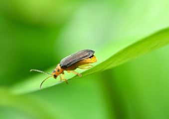 Macro photography firefly