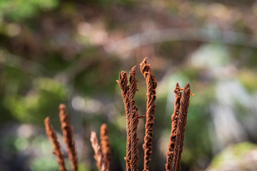 Naklejka premium wood plants forest stream