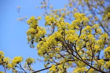 Spring flowering trees