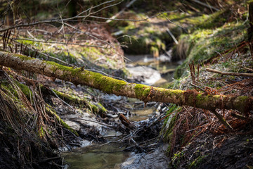 wood river moss fallen fall