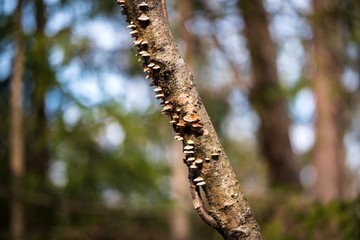 fungus tree wood forest
