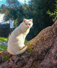 cat on tree