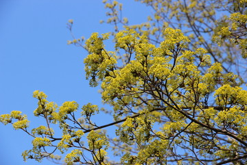 Spring flowering trees