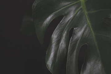 Monstera Leaf in Rainforest © storiedifoglie