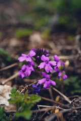 purple flower 3