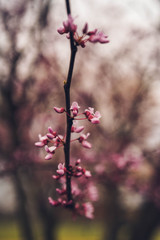 Cherry tree