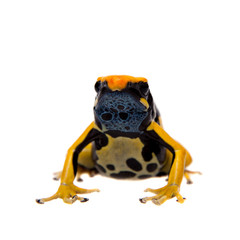 Regina Dyeing Poison dart frogling, Dendrobates tinctorius, on white