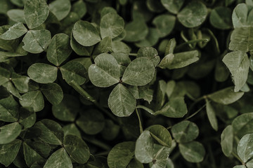 Clover2
