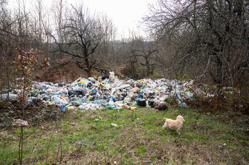 Garbage in the forest. People illegally throwing garbage into the forest.  Illegal garbage dump in nature.