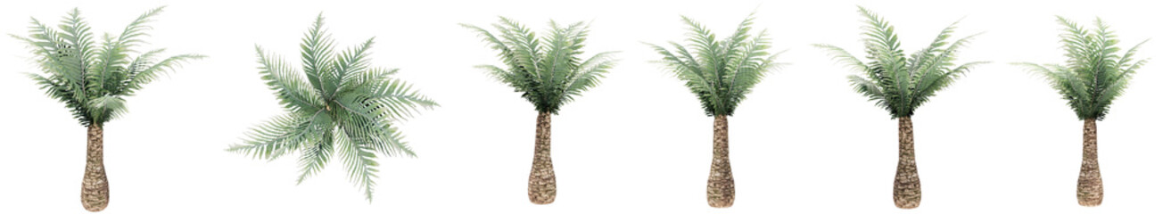 Set or collection of green palm trees isolated on white background. Concept or conceptual 3d illustration for nature, ecology and conservation, strength and endurance, force and life