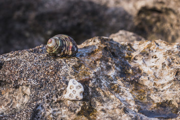 Arranged seashell on rocks at Indonesia beach