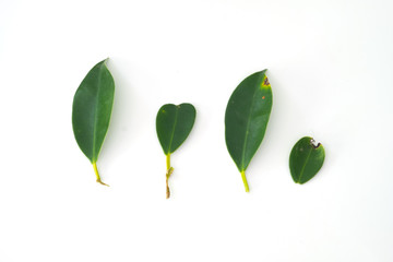 Fototapeta na wymiar Green leaf isolated on a white background