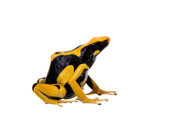 Regina Dyeing Poison dart frogling, Dendrobates tinctorius, on white