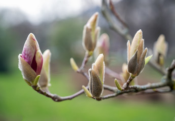 Pink flowers of Magnolia sulange