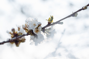 Branches of blossoming cherry macro background in sunlight with copy space.
