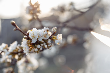 Branches of blossoming cherry macro background in sunlight with copy space.
