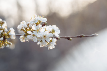 Branches of blossoming cherry macro background in sunlight with copy space.