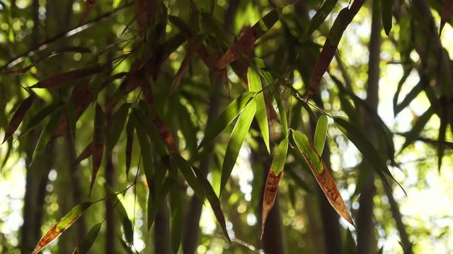 Close-up of browned Bamboo leave tips back lit by the sun swaying in the breeze.