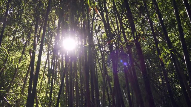 Camera truck move right to left of a back lit bamboo grove with the sun peaking through.