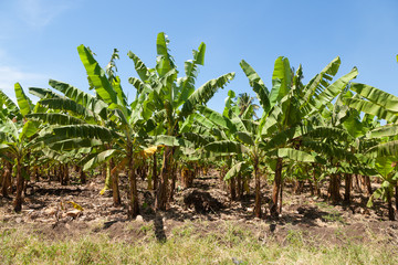 Fototapeta na wymiar Banana plantation near Lake Manyara, Tanzania, Africa