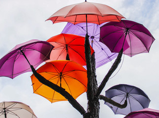 umbrellas in a tree