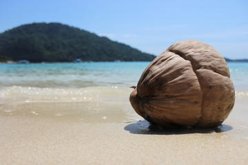 coconut on the beach