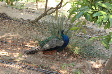 Peacock bird in nature in Crete Island, Greece.