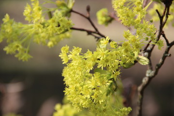Spring flowering trees