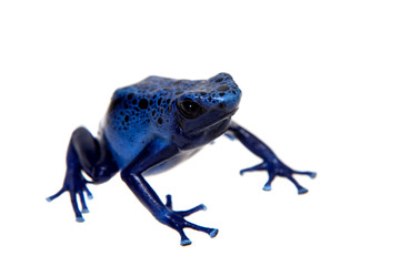 Blue Poison dart frog, Dendrobates tinctorius Azureus, on white
